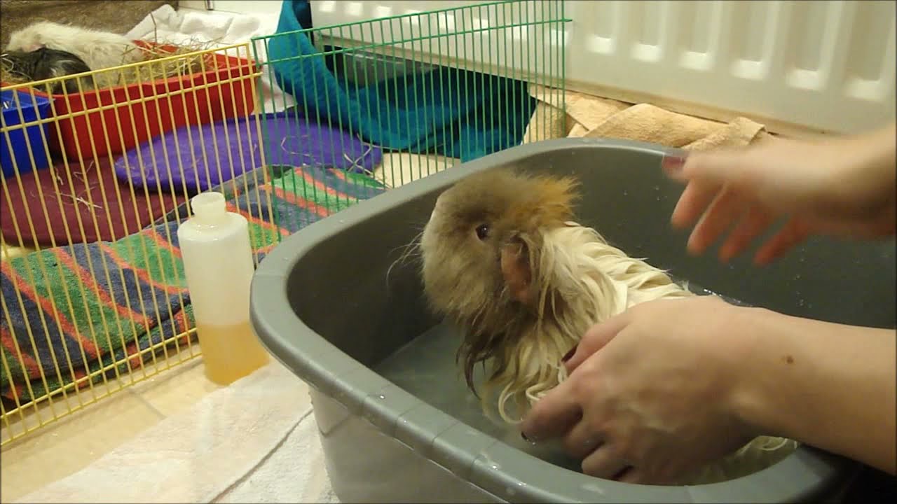 Bathing Guinea Pigs Information, Products and Handy Tips! YouTube