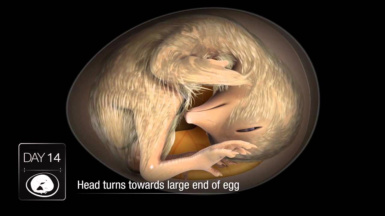 chicken egg embryo development