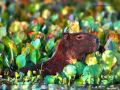 miniature