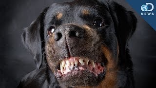 Are Some Dog Breeds More Aggressive? Are Some Dog Breeds More Aggressive?