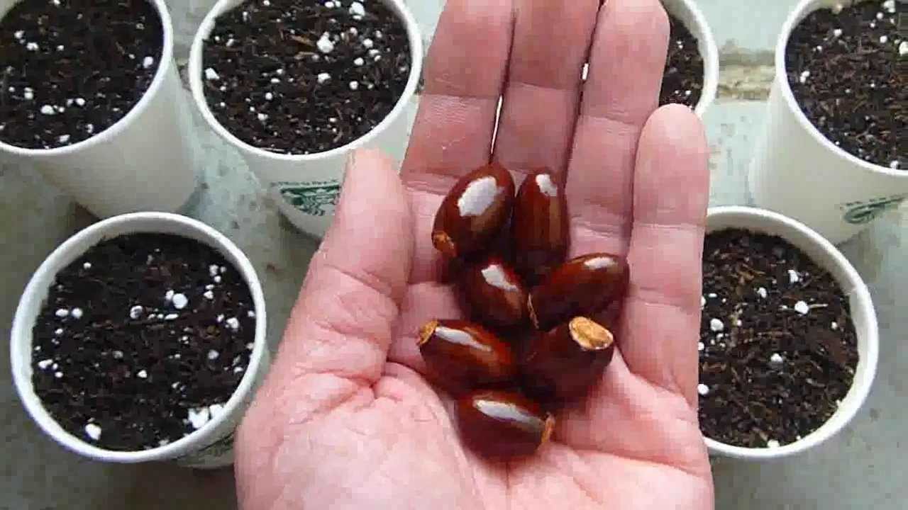 How to grow lychee tree from seeds - YouTube