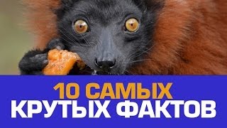 10 НЕОБЫКНОВЕННЫХ ФАКТОВ о ВСЯКОЙ ВСЯЧИНЕ