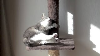 ポールニャンサー - Cat Pole Dance -