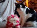 Badger - FIV+ 2 year old male
