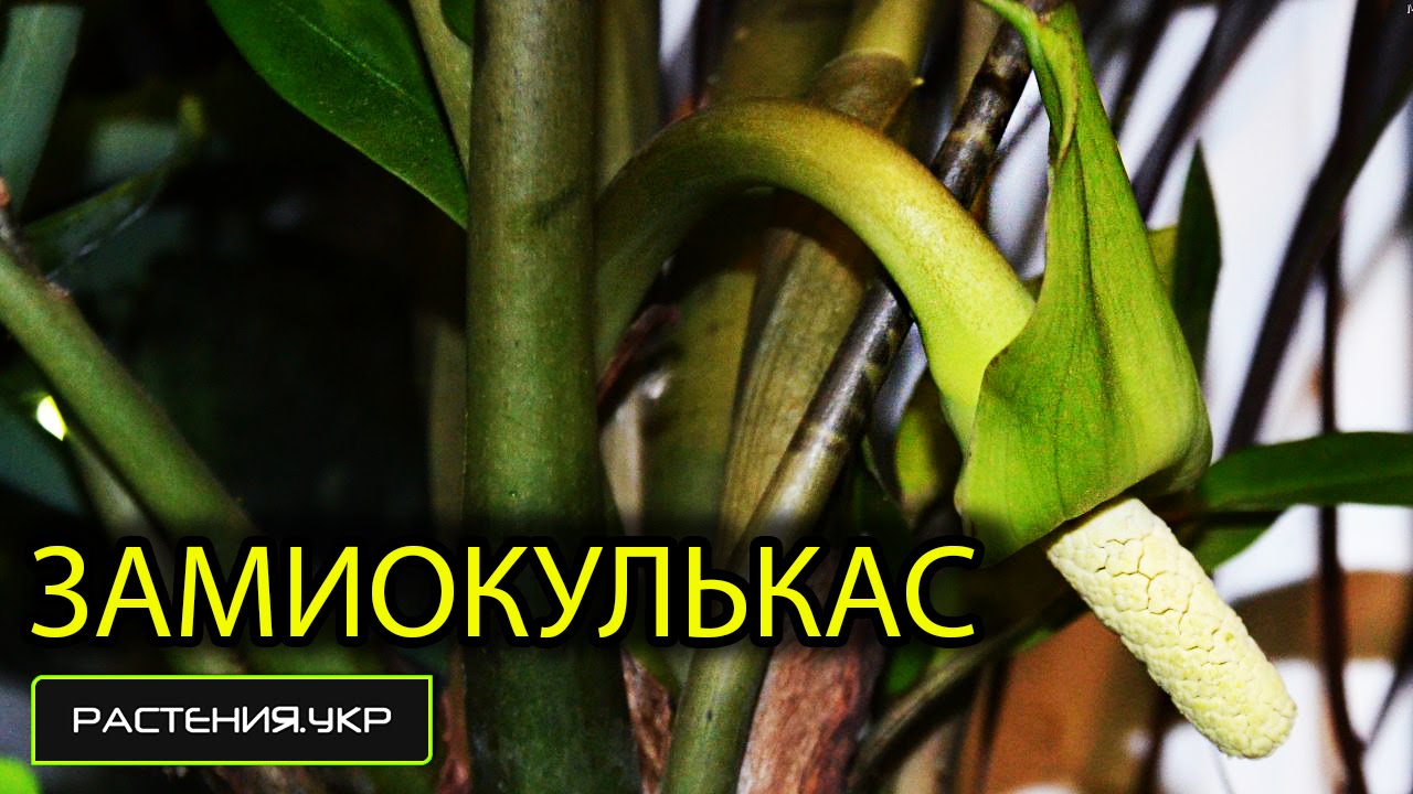 Как цветет замиокулькасом в домашних условиях 535 Как цветет замиокулькасом в домашних условиях 803