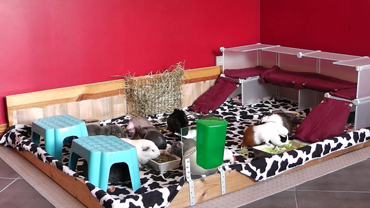 Updated Guinea Pig Room Tour - YouTube
