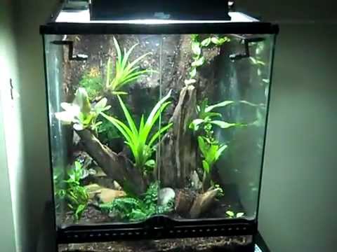 dart vivarium frog frogs tank build terrariums terrarium poison building vivariums enclosure arboreal reptile plant awesome vertical scratch amazing natural