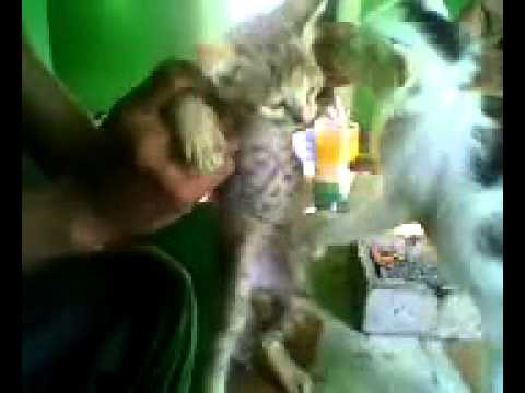dia lagi ngentot wanita - YouTube