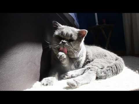 CAT WAKE UP GROOMING