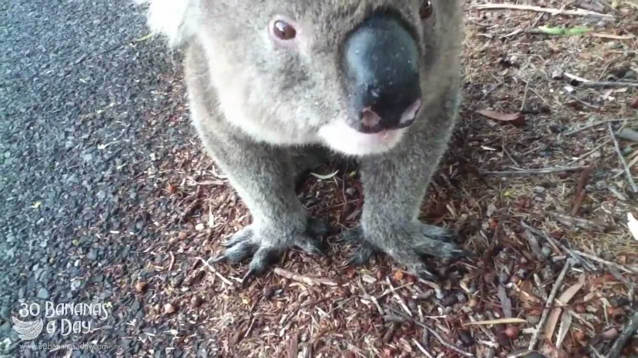 Koala Meets Cyclist