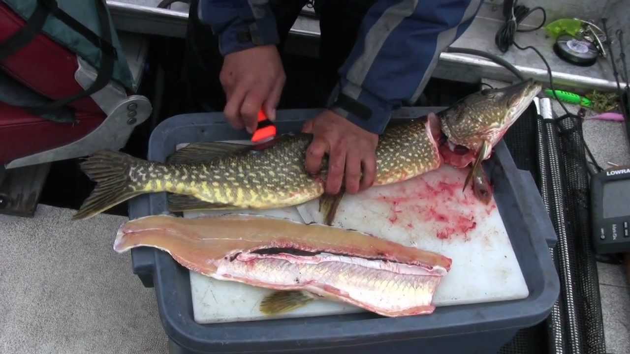 No Bones About It--How to Fillet a Pike - YouTube perch fish diagram 