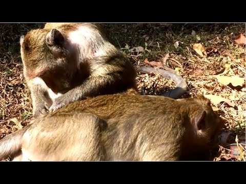 Funny monkey groomed,monkey grooming ,sweet monkey grooming,
