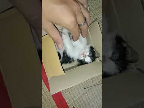 Funny animal cảnh nóng