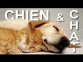 Chien et chat