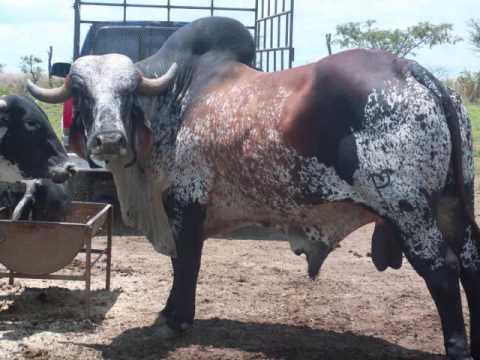 GANADO BOVINO VERACRUZ ganado bovino veracruz: