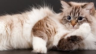 7 Things You May Not Realize About Your Cat