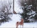 Shiba Inu Snow février.wmv
