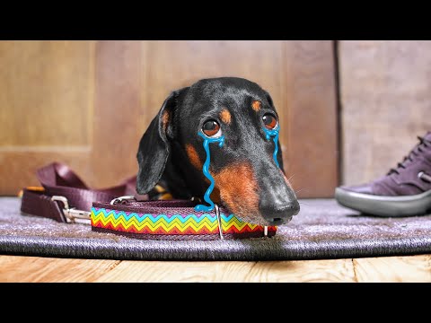 Don't trust cute dachshund eyes vol.6! Funny dog video!