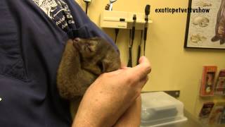 Kinkajou Yawns (super cute) - Exotic Pet Vet UNCUT!