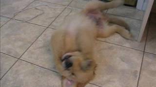 Golden retriever puppy waking up