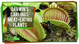 Darwin's Darlings: Meat-Eating Plants