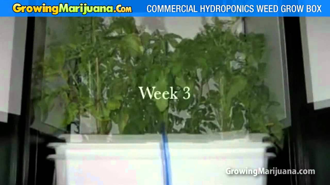 Marijuana Hydroponics Weed Grow Box - Weed Growing Equipment - YouTube