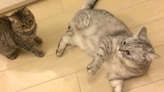 iPhone 5s slow motion cat vs kitten round 2