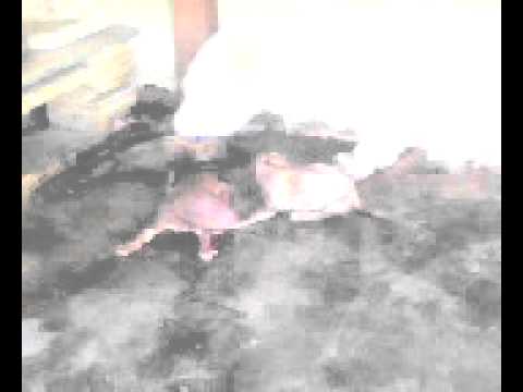 anjing melahirkan.avi - YouTube