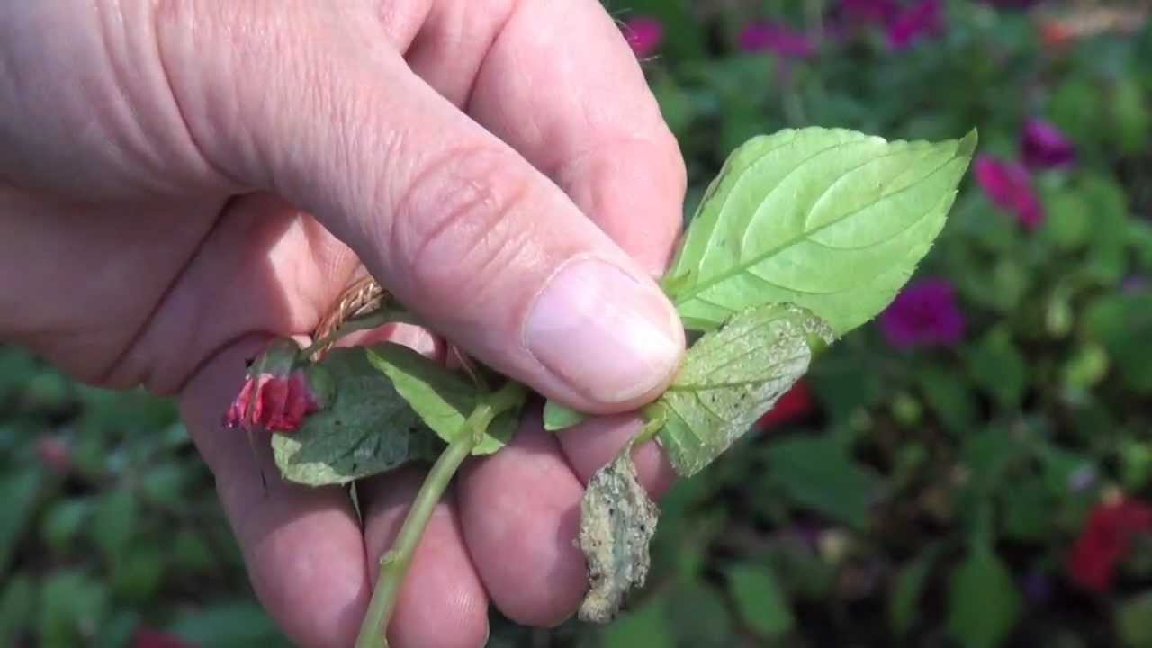 Impatiens Dying from Downy Mildew.mov YouTube