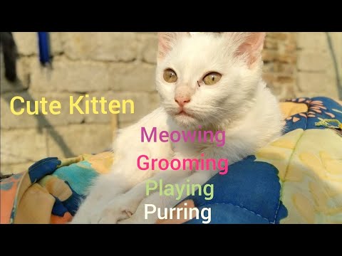 Cats Meowing | Cats playing | Cats Grooming | Funny Pet Videos | Funny Cat Videos
