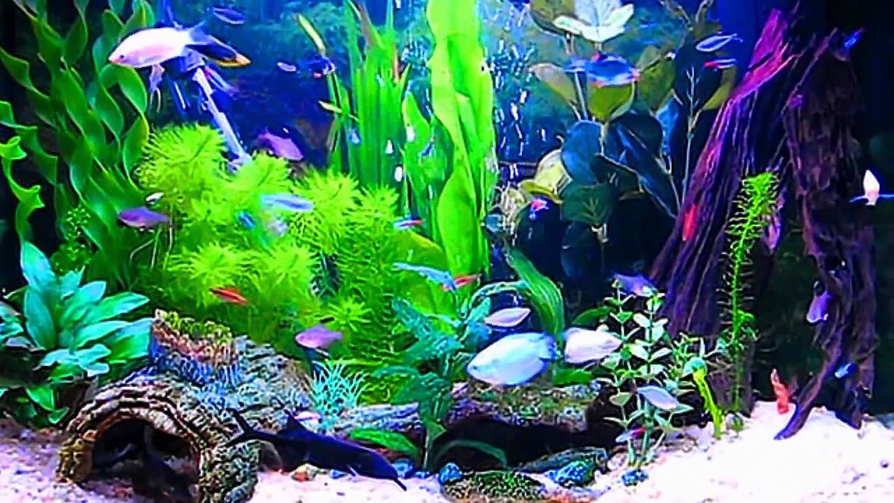 Amazing HD Aquarium ScreenSaver Free Windows and Android Full HD ...