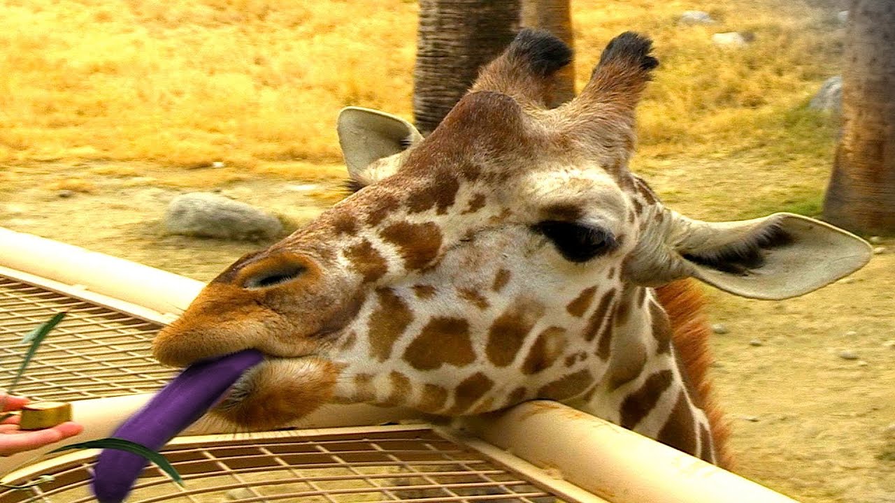 Why Do Giraffes Have Purple Tongues? - YouTube