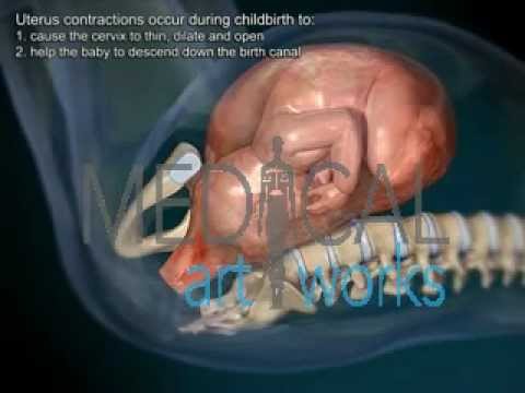 3D Medical Animation | Normal vaginal delivery (birth) of an infant