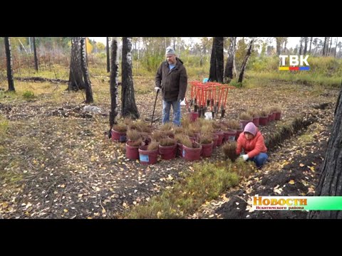 На месте сгоревшего леса под деревней Евсино добровольцы садят новый На месте сгоревшего леса под деревней Евсино добровольцы садят новый
