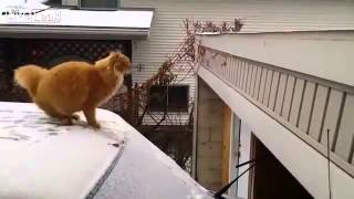 Cat Attempts Icy Jump