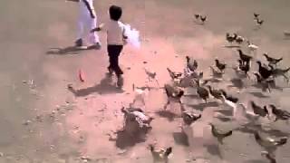 Little boy getting chased by hungry chickens