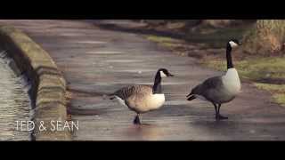 Lough Birds - Cork's Talking Ducks