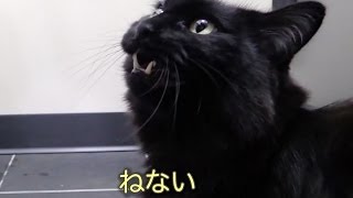 しおちゃんの「ねた、ねない」問答 Theo the cat argues with me whether he slept or not.