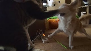 セクハラ犬に猫パンチ - Cat Punches Dog -