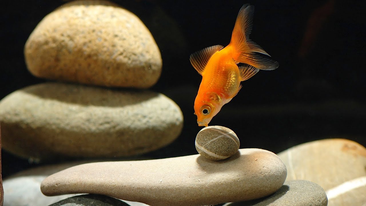 goldfish aquarium ideas