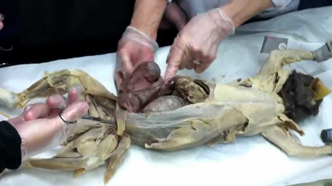 Pregnant cat dissection YouTube