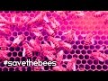 Raw Honey (ft. Luminahdi)