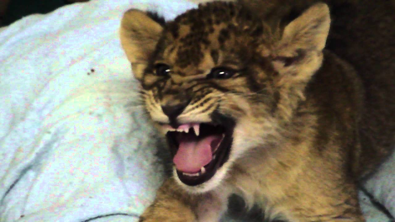 Lion Cub Gives Us His Best Roar - YouTube