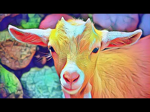 Goat simulater w/SAMIR funny