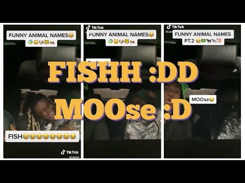Tik Tok FUNNY ANIMAL NAMES fish 🐟 mousee 🐭😁🤣😅 | TikTokTack 2020