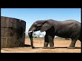 African Wildlife HD Part 1 - South Africa Kruger Park 24 - Travel Channel