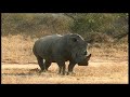 African Wildlife HD Part 1 - South Africa Kruger Park 24 - Travel Channel