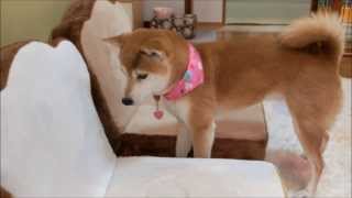 遊びたくて探り合う柴犬と子猫　Shiba Inu and kittens that want to play together