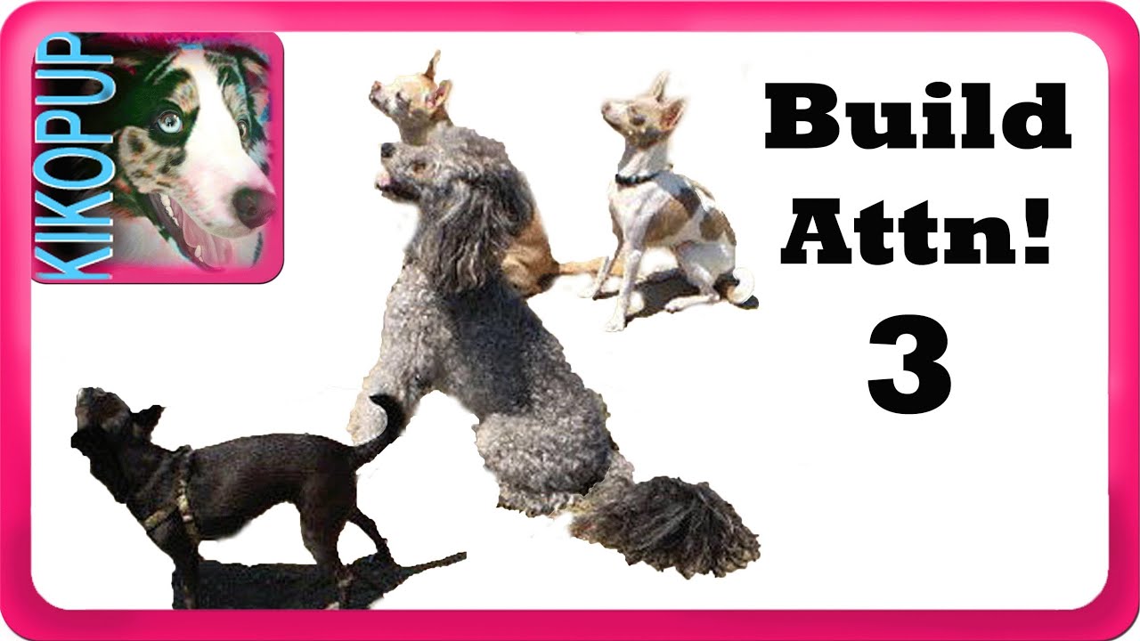 Building attention 3- Clicker Dog Training - YouTube