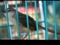 Burung ciblek gunung full ngeroll panjang Imoet CPT Indra W di omkicau com album artwork
